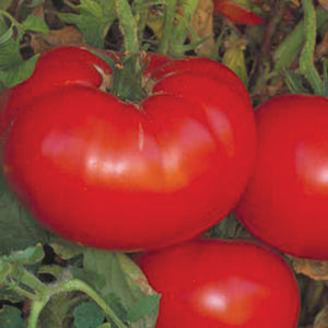 Tomatoes -- Delicious World's Largest
