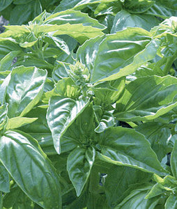 Herbs (Organic) -- Basil Genovese