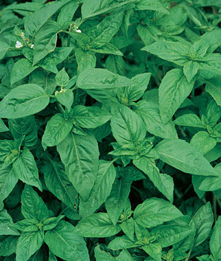 Herbs (Organic) -- Basil Sweet