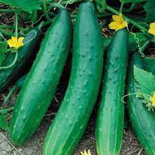Vegetables -- Cucumber Burpless
