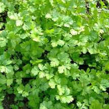 Herbs (Organic) -- Cilantro Santo