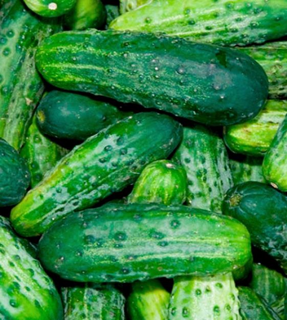 Vegetables -- Cucumber Bush Pickle
