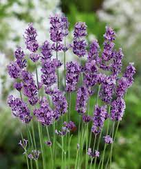 Herbs (Organic) -- Lavender Munstead