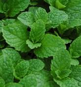 Herbs (Organic) -- Mint Mojito