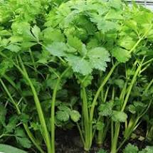 Herbs (Organic) -- Parsley Italian Flat