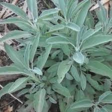 Herbs (Organic) -- Sage Garden